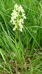 Orchis provincialis