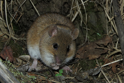 Korean Field Mouse