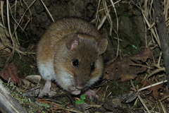 Korean Field Mouse photo 2