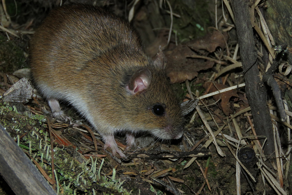 Korean Field Mouse