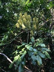 Cussonia zuluensis
