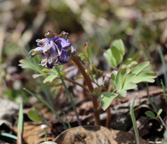 Corydalis ambigua