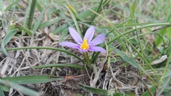 Syringodea flanaganii