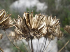 Annesorhiza macrocarpa