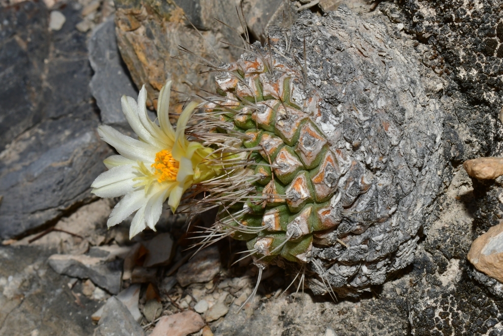 Strombocactus disciformis in June 2024 by Joey Santore. Elevation 1200 ...