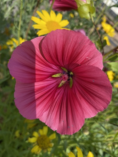 Foto de Malva-real