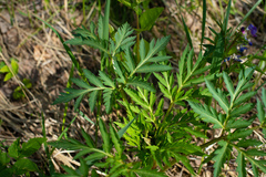 Pleurospermum uralense
