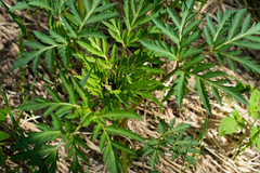 Pleurospermum uralense