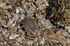 Paruroctonus variabilis