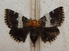 Buzara latizona