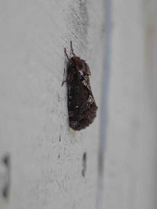 Conifer Swift Moth