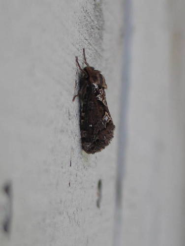Conifer Swift Moth