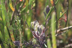 Chloropyron maritimum maritimum