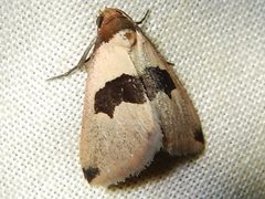 Eulocastra phaeozona