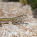 Catalonian Wall Lizard - Photo (c) Francis Birlenbach, some rights reserved (CC BY-NC), uploaded by Francis Birlenbach