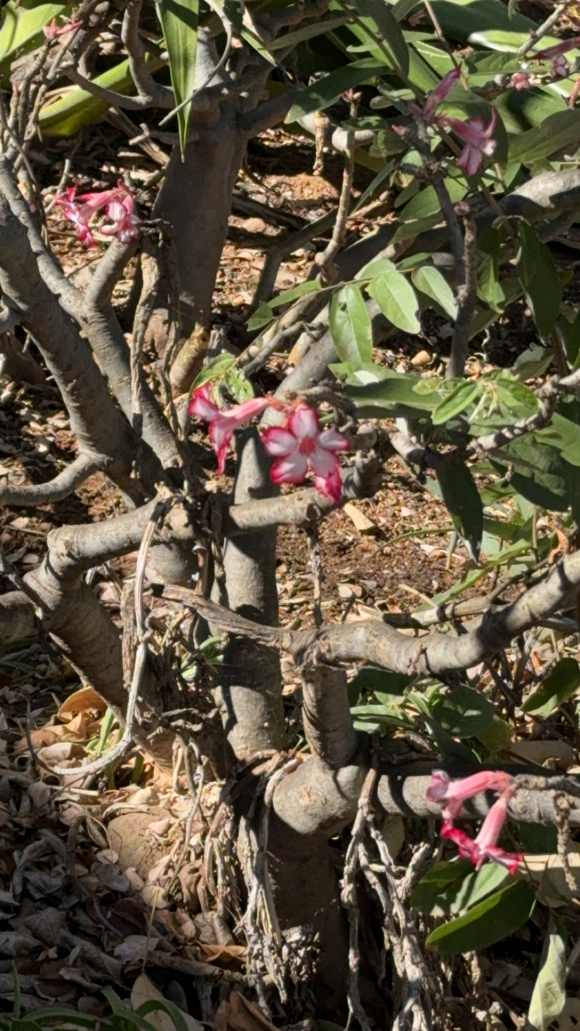 Imagem de Rosa-do-deserto