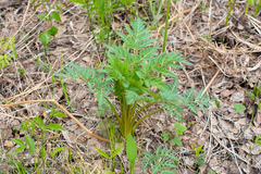 Pleurospermum uralense
