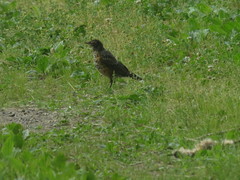 Turdus migratorius