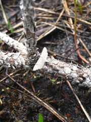 Parapoynx allionealis