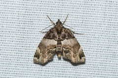 Cutina distincta