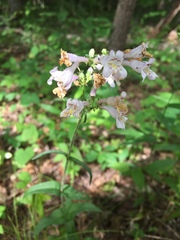 Penstemon canescens