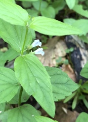 Scutellaria nervosa
