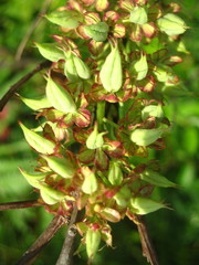Stenanthium