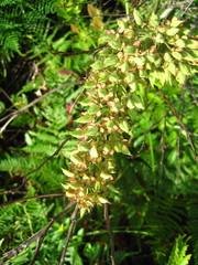 Stenanthium