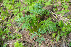 Pleurospermum uralense