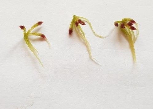Image of Five-ranked Bogmoss by (c) Helen Waterman, some rights reserved (CC BY)
