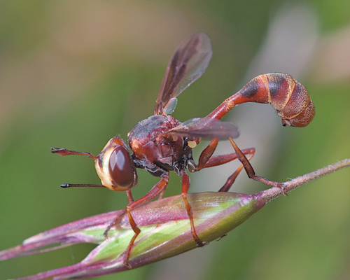 Physocephala texana (Williston, 1882)