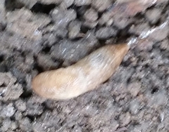 Deroceras reticulatum