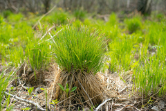 Carex cespitosa