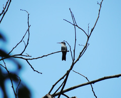 Chrysuronia versicolor