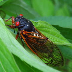 Magicicada cassinii