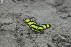 Philaethria dido