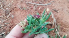 Lampranthus macrocarpus