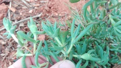 Lampranthus macrocarpus