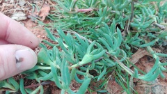 Lampranthus macrocarpus