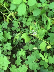 Valeriana pauciflora