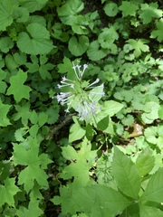 Valeriana pauciflora