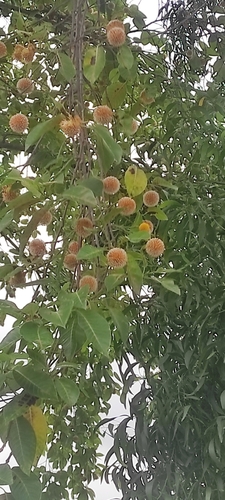 Burflower-tree