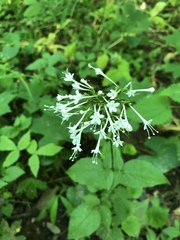 Valeriana pauciflora
