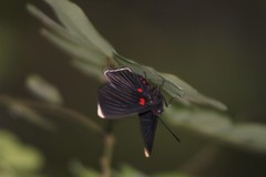 Melanis acroleuca huasteca