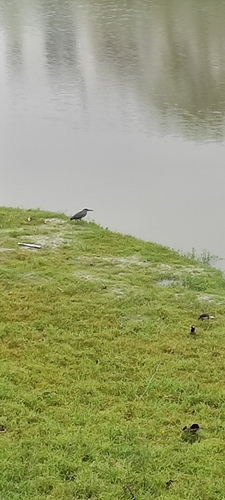 Little Heron