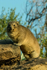 Rock Hyrax photo 4