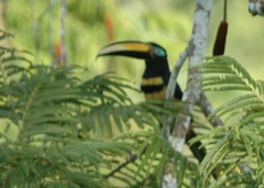 Pteroglossus pluricinctus