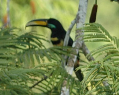 Pteroglossus pluricinctus