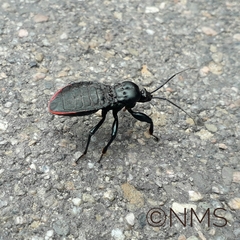 Haematorrhophus marginatus