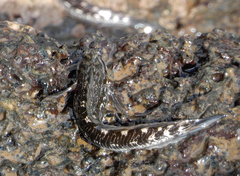 Alticus simplicirrus